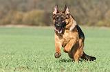 BERGER ALLEMAND 540